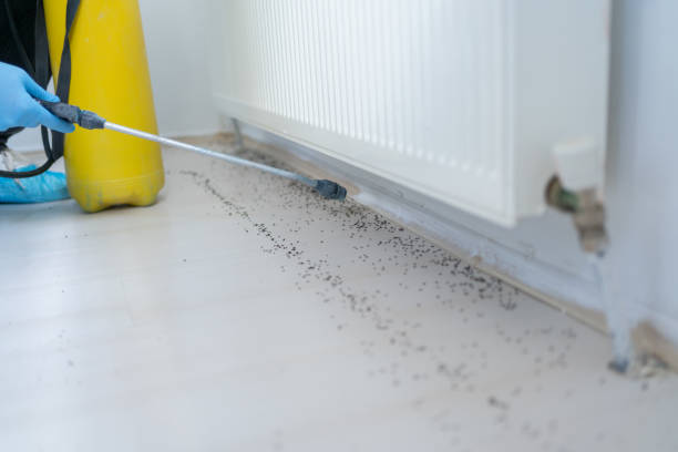Best Mosquito Control Services  in Beattyville, KY